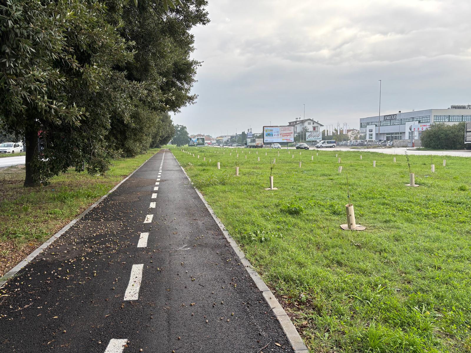 Gli alberi messi a dimora vicino alla pista ciclabile